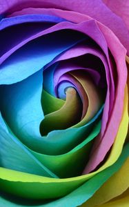 Preview wallpaper rose, colorful, bud, close-up
