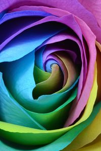 Preview wallpaper rose, colorful, bud, close-up