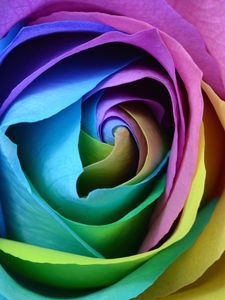 Preview wallpaper rose, colorful, bud, close-up
