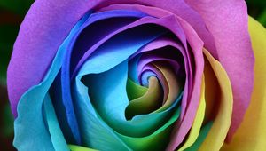 Preview wallpaper rose, colorful, bud, close-up