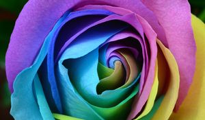 Preview wallpaper rose, colorful, bud, close-up