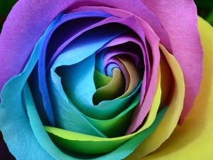 Preview wallpaper rose, colorful, bud, close-up