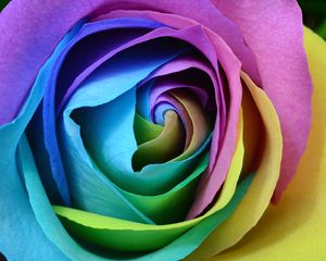 Preview wallpaper rose, colorful, bud, close-up