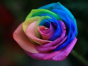 Preview wallpaper rose, colorful, bud, garden, painted