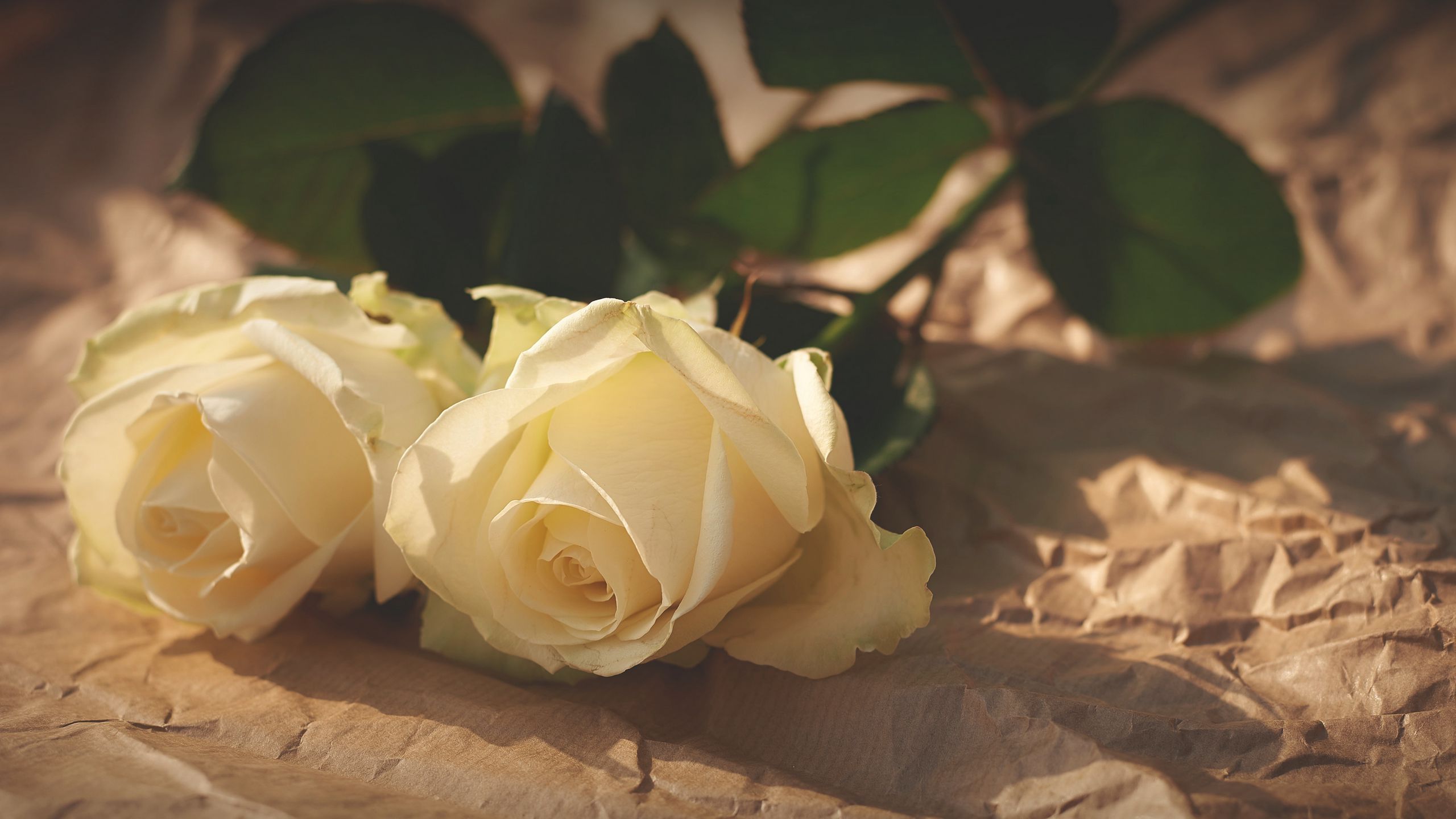 Download wallpaper 2560x1440 rose, couple, paper, shadow widescreen 16:9 hd background