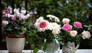 Preview wallpaper rose, cyclamen, gerbera, flowers, jars, pot