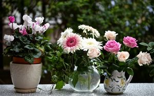 Preview wallpaper rose, cyclamen, gerbera, flowers, jars, pot