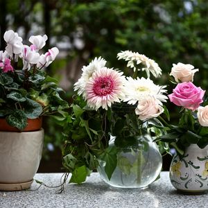 Preview wallpaper rose, cyclamen, gerbera, flowers, jars, pot