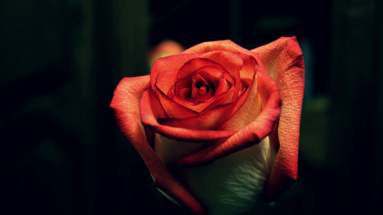 Wallpaper rose, dark background, petals, bud, stem