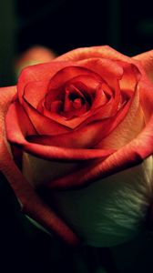 Preview wallpaper rose, dark background, petals, bud, stem