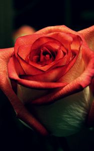 Preview wallpaper rose, dark background, petals, bud, stem