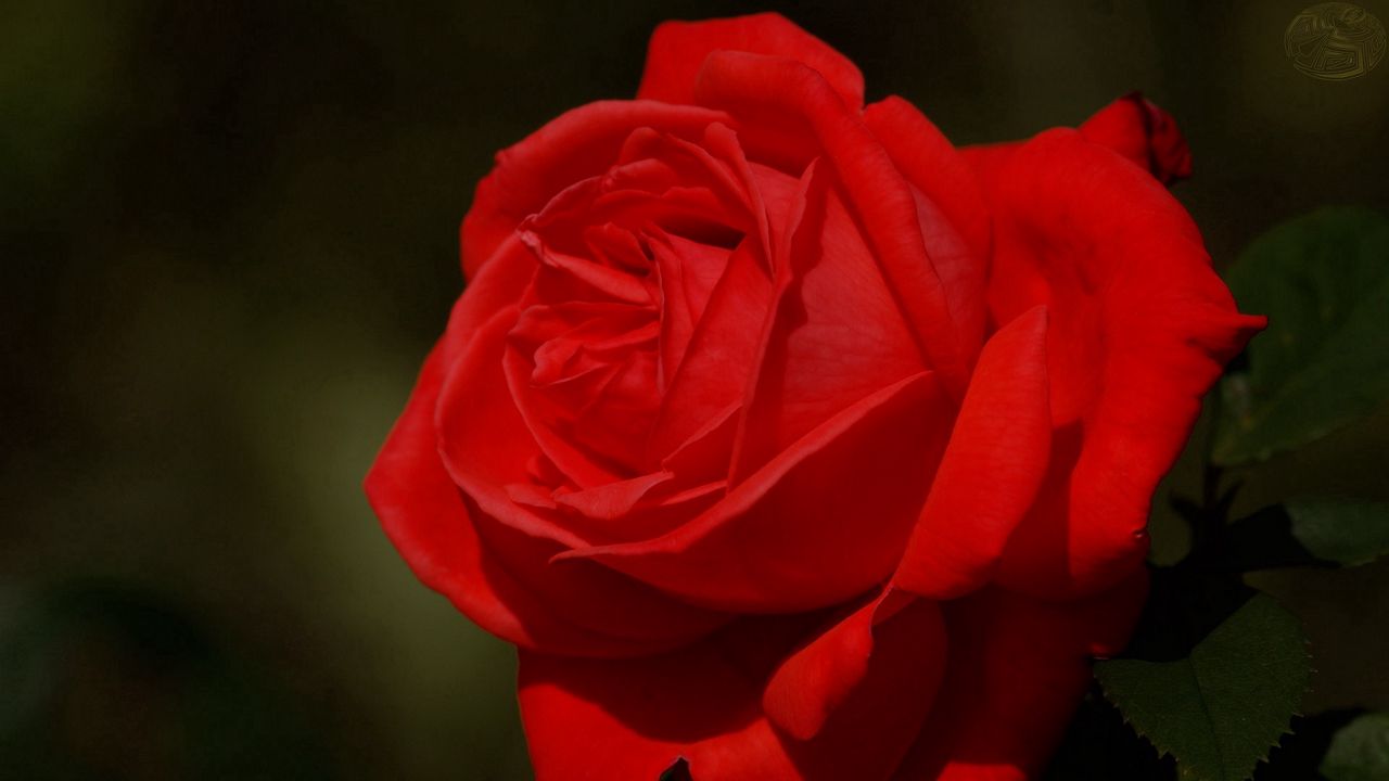 Wallpaper rose, dark background, petals, flower, red