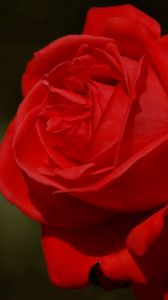 Preview wallpaper rose, dark background, petals, flower, red