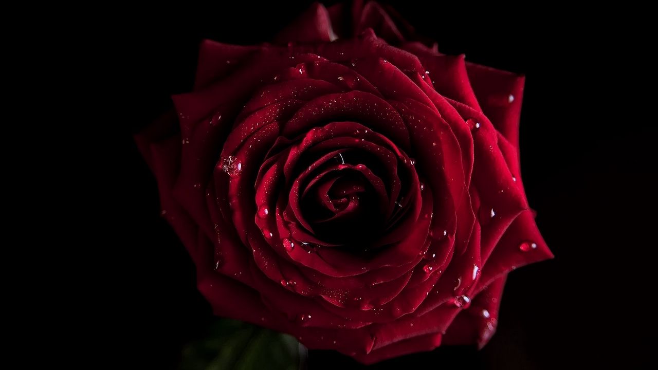 Wallpaper rose, dark, shadow, drop, bud, petals