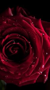 Preview wallpaper rose, dark, shadow, drop, bud, petals