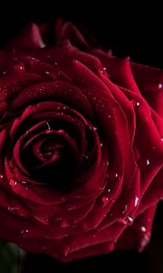 Preview wallpaper rose, dark, shadow, drop, bud, petals