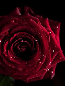 Preview wallpaper rose, dark, shadow, drop, bud, petals