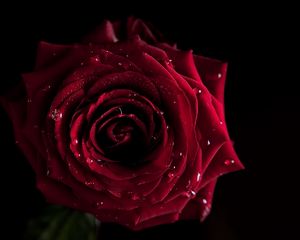 Preview wallpaper rose, dark, shadow, drop, bud, petals