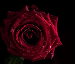 Preview wallpaper rose, dark, shadow, drop, bud, petals