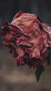 Preview wallpaper rose, dried, autumn, shriveled