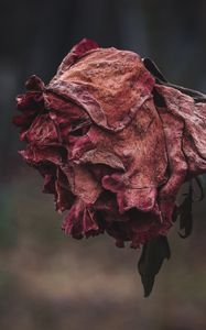 Preview wallpaper rose, dried, autumn, shriveled