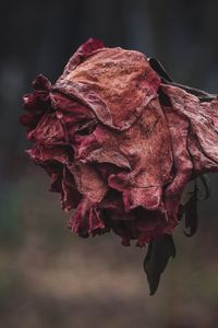 Preview wallpaper rose, dried, autumn, shriveled