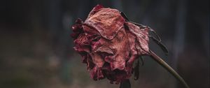 Preview wallpaper rose, dried, autumn, shriveled