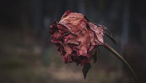 Preview wallpaper rose, dried, autumn, shriveled