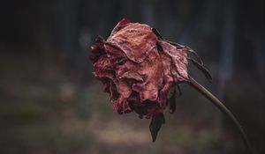 Preview wallpaper rose, dried, autumn, shriveled