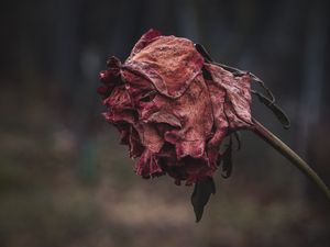 Preview wallpaper rose, dried, autumn, shriveled