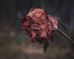 Preview wallpaper rose, dried, autumn, shriveled