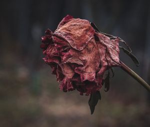 Preview wallpaper rose, dried, autumn, shriveled