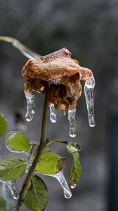 Preview wallpaper rose, dried flowers, ice, icicles, macro