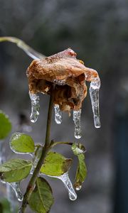 Preview wallpaper rose, dried flowers, ice, icicles, macro