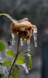 Preview wallpaper rose, dried flowers, ice, icicles, macro