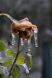 Preview wallpaper rose, dried flowers, ice, icicles, macro