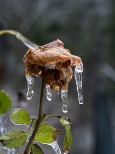 Preview wallpaper rose, dried flowers, ice, icicles, macro