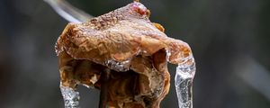 Preview wallpaper rose, dried flowers, ice, icicles, macro