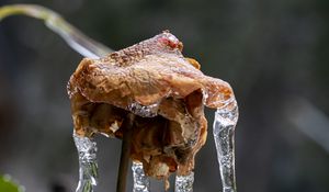 Preview wallpaper rose, dried flowers, ice, icicles, macro