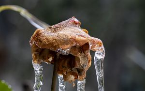 Preview wallpaper rose, dried flowers, ice, icicles, macro