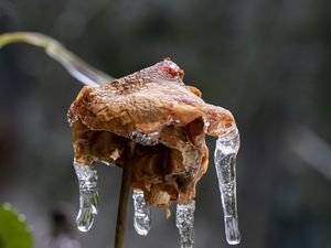 Preview wallpaper rose, dried flowers, ice, icicles, macro