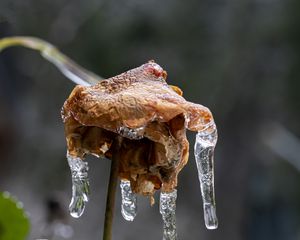 Preview wallpaper rose, dried flowers, ice, icicles, macro