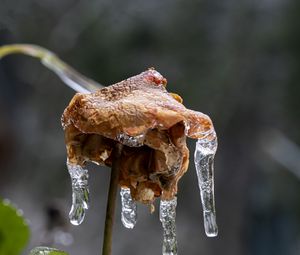 Preview wallpaper rose, dried flowers, ice, icicles, macro