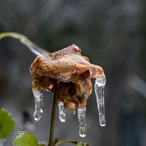 Preview wallpaper rose, dried flowers, ice, icicles, macro