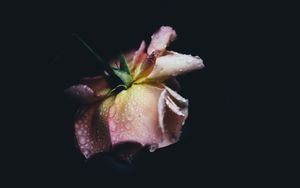 Preview wallpaper rose, drops, bud, petals