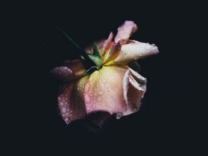 Preview wallpaper rose, drops, bud, petals