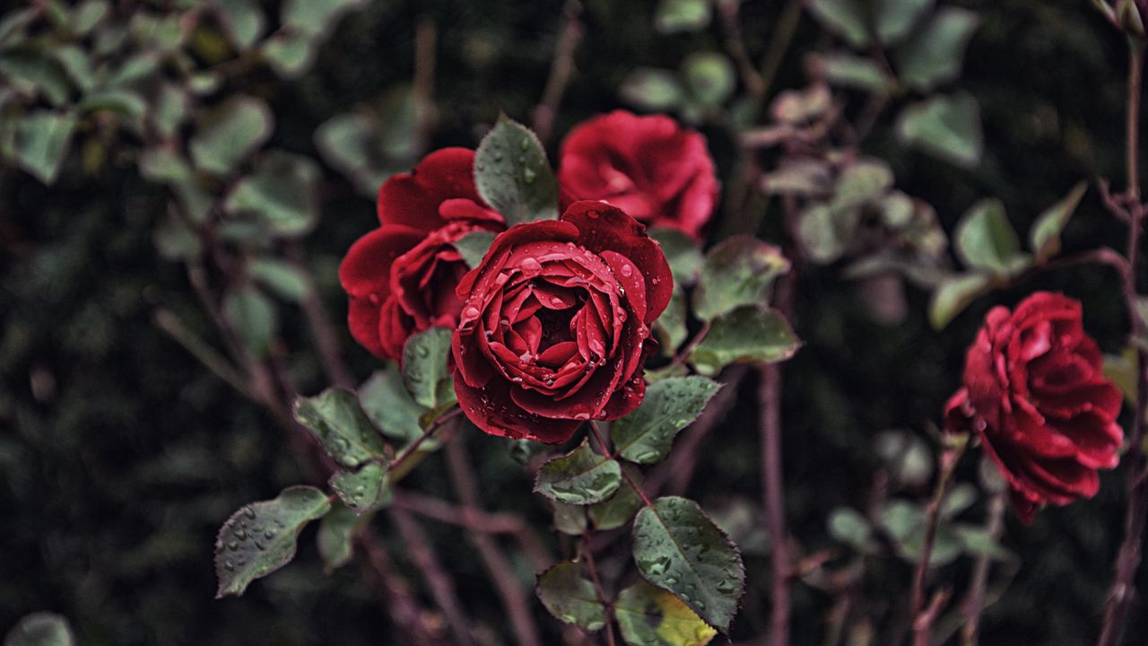 Wallpaper rose, drops, bud, bush, blur