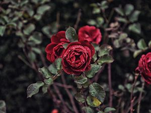 Preview wallpaper rose, drops, bud, bush, blur