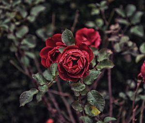 Preview wallpaper rose, drops, bud, bush, blur
