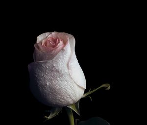 Preview wallpaper rose, drops, bud